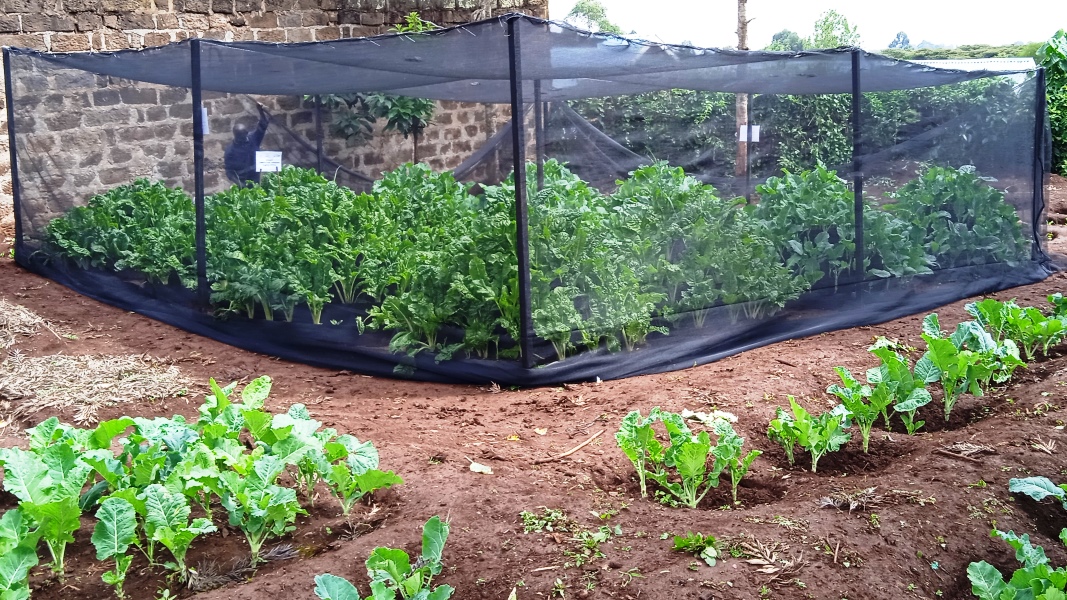 kitchen gardens