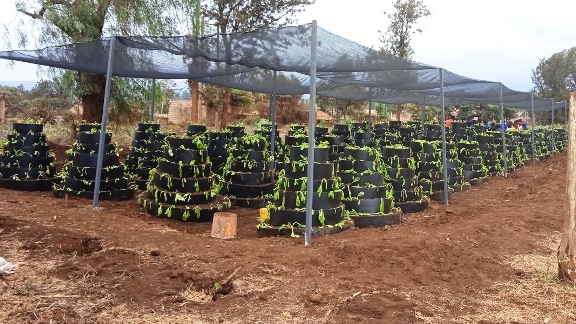 Drip Irrigation