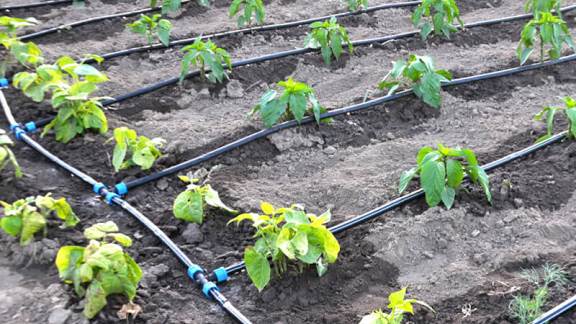 Drip Irrigation services