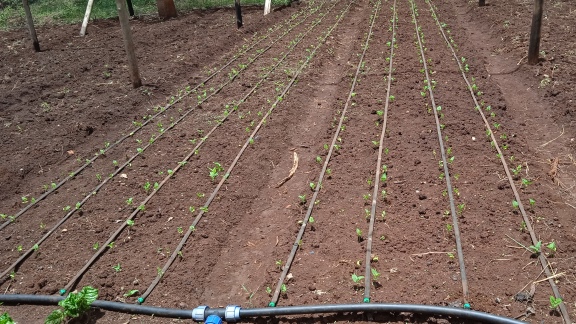 Drip Irrigation services