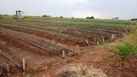 Drip Irrigation