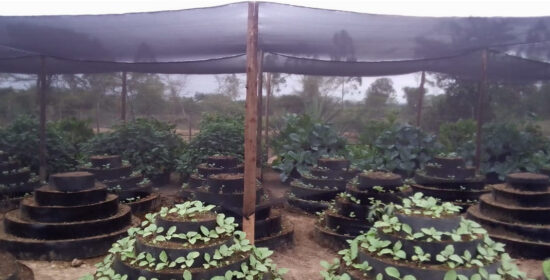 Cone Garden Farming